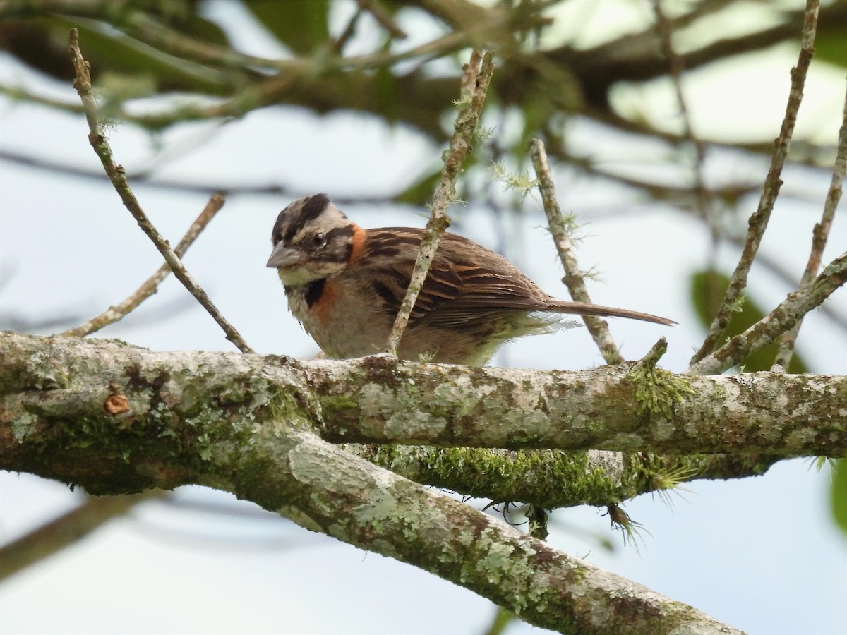 Rufous-collared Sparrow - Jhon Carlos Andres Rivera Higuera