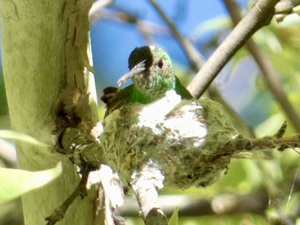 Berylline Hummingbird - Robb Welch