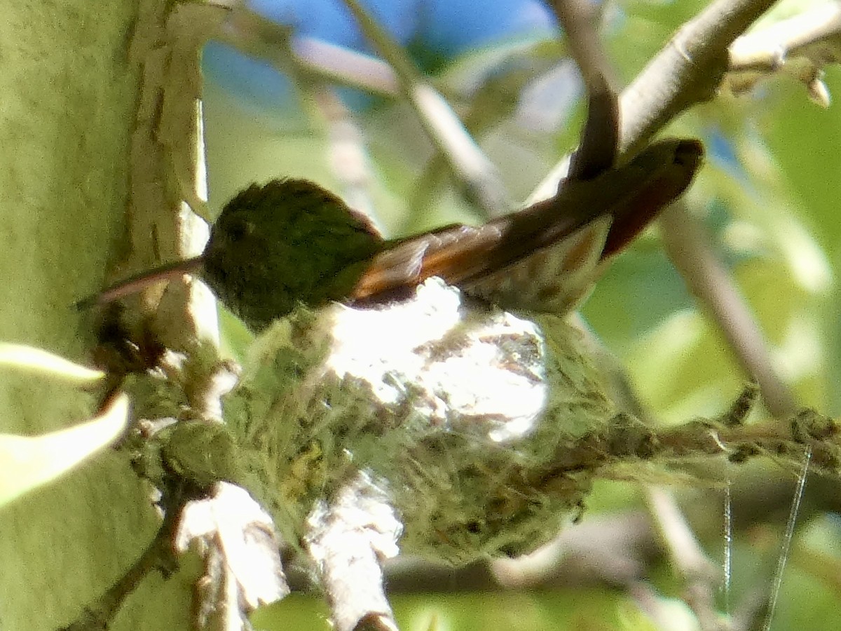 kolibřík mexický - ML618917101