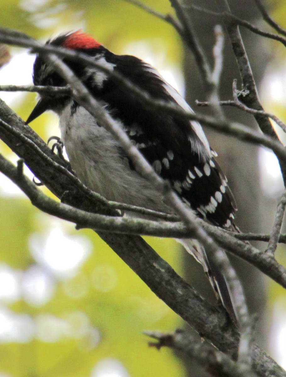 Downy Woodpecker (Eastern) - ML618917113