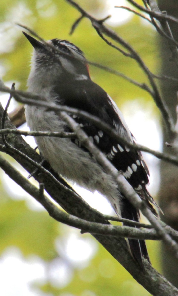 Downy Woodpecker (Eastern) - ML618917114