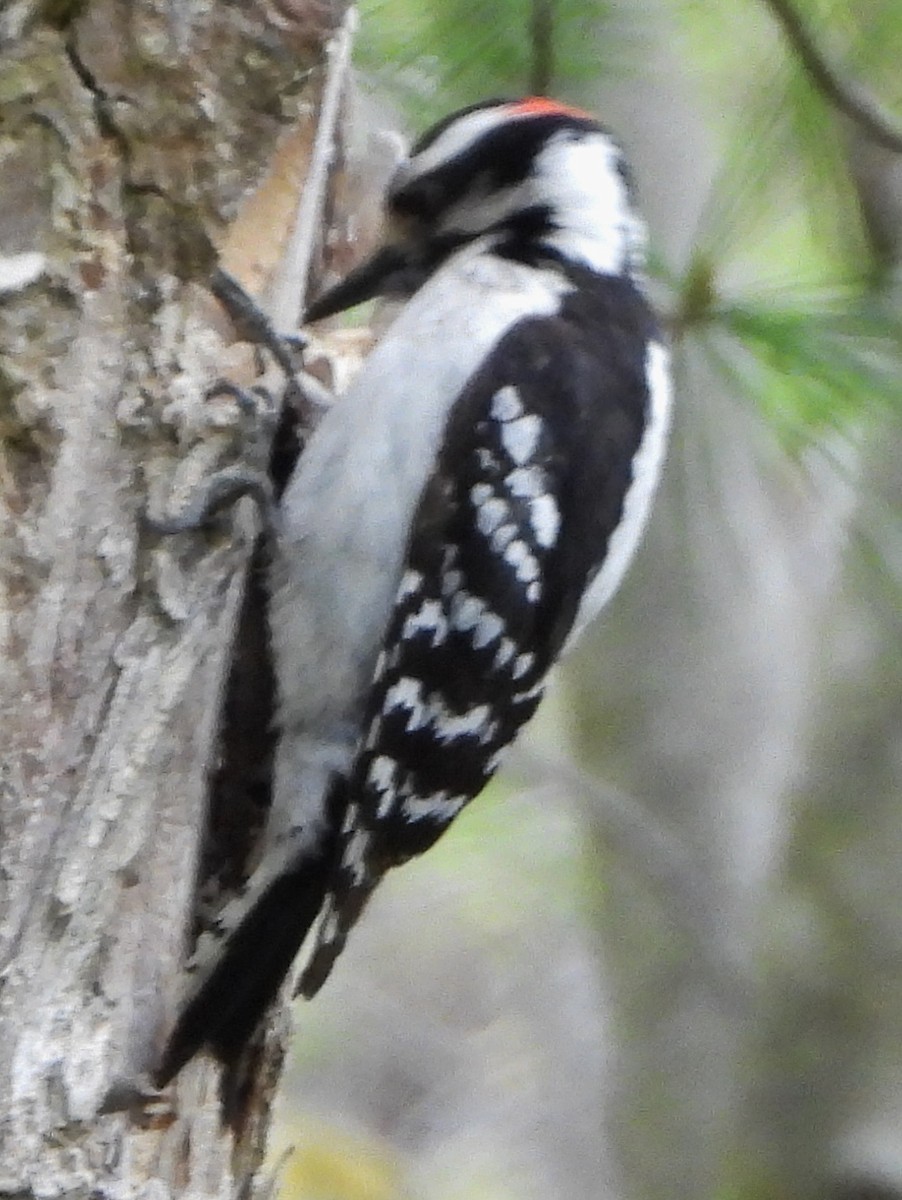 Downy Woodpecker - ML618917115