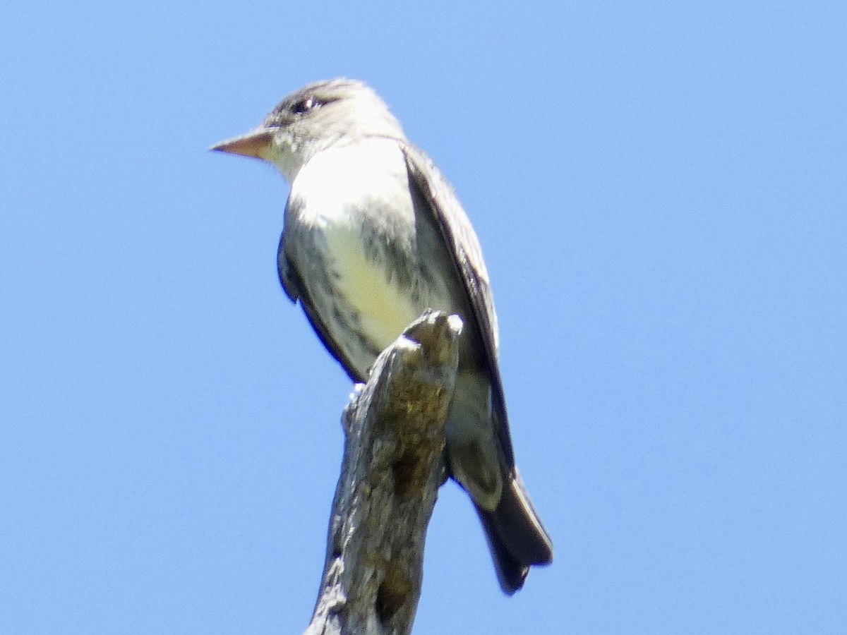 Olive-sided Flycatcher - Robb Welch