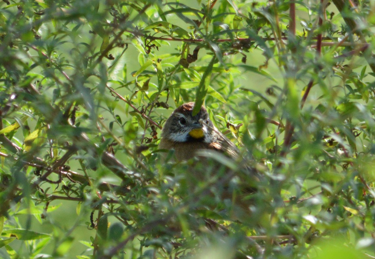 Chotoy Spinetail - ML618917166