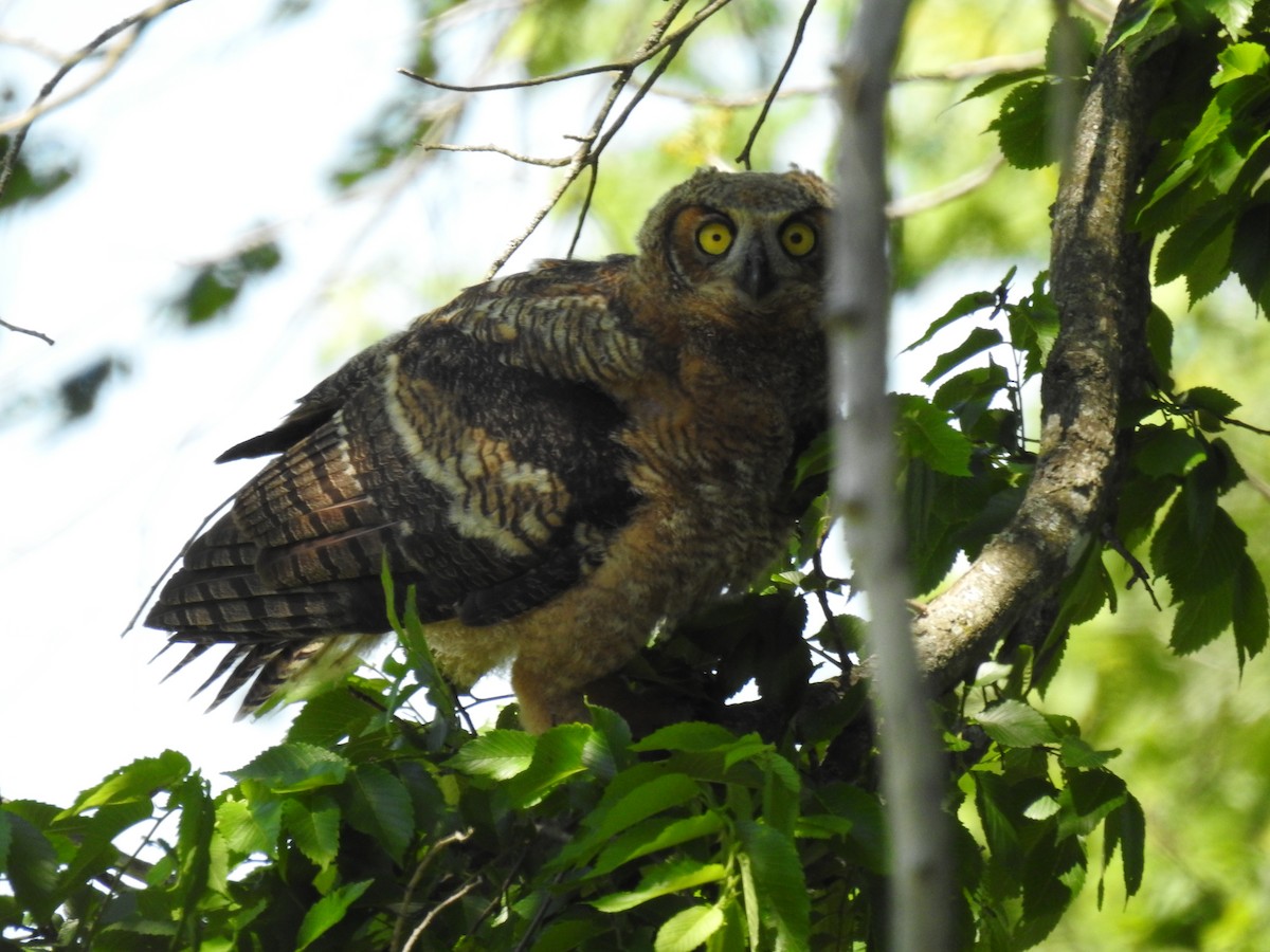 Great Horned Owl - ML618917181