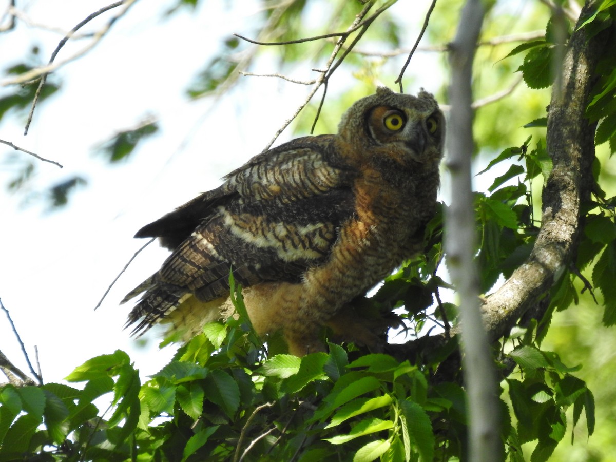 Great Horned Owl - ML618917182