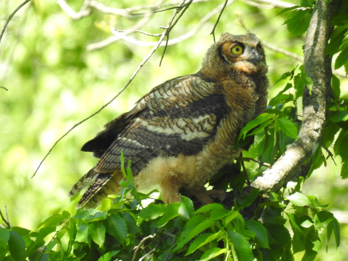 Great Horned Owl - ML618917183