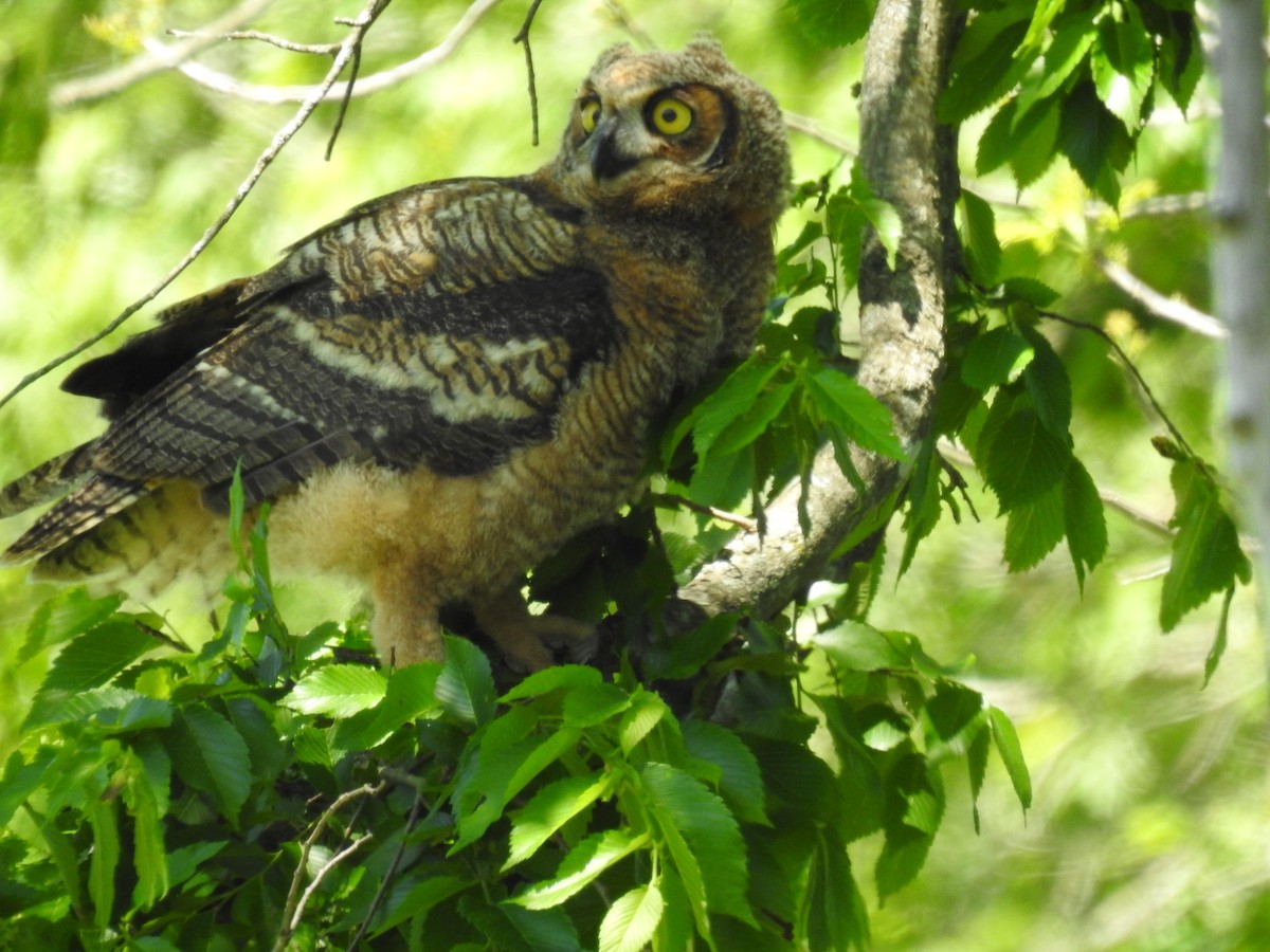 Great Horned Owl - ML618917184