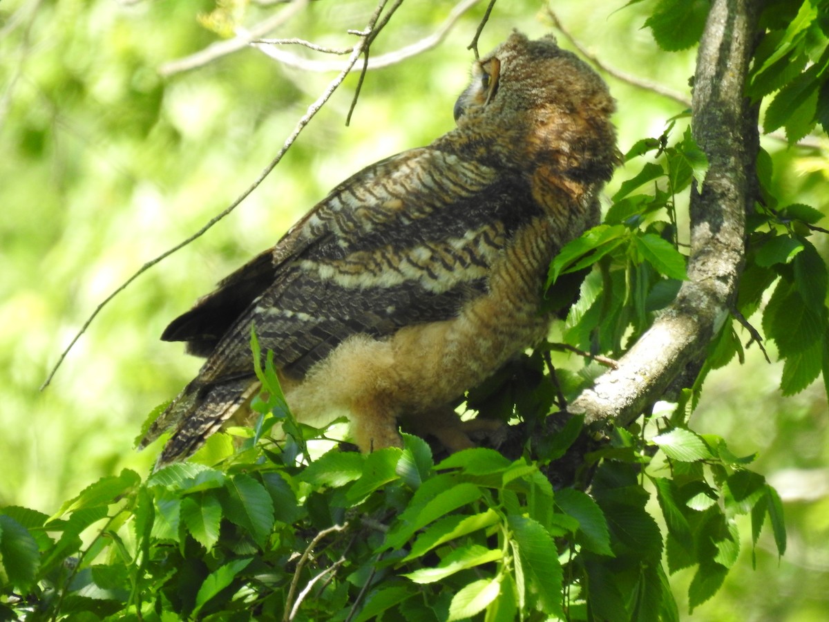 Great Horned Owl - ML618917185