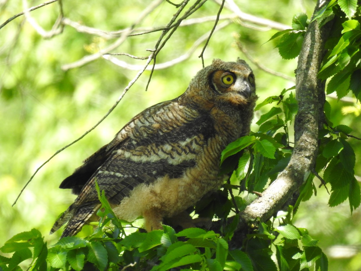 Great Horned Owl - ML618917187