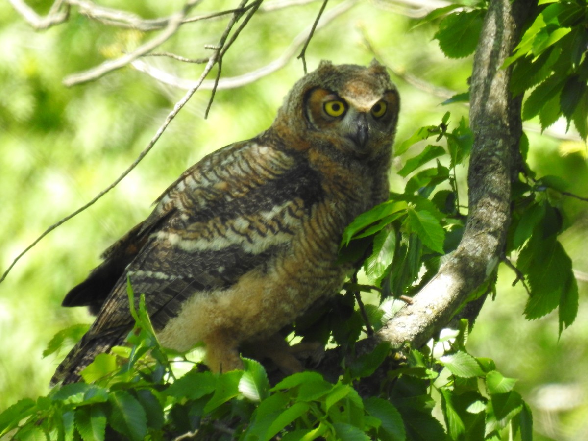 Great Horned Owl - ML618917188