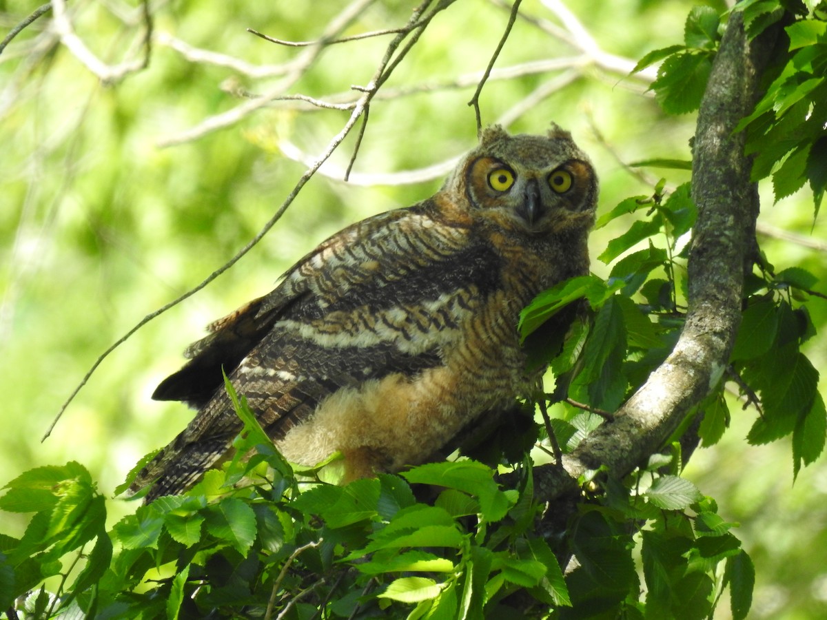 Great Horned Owl - ML618917189
