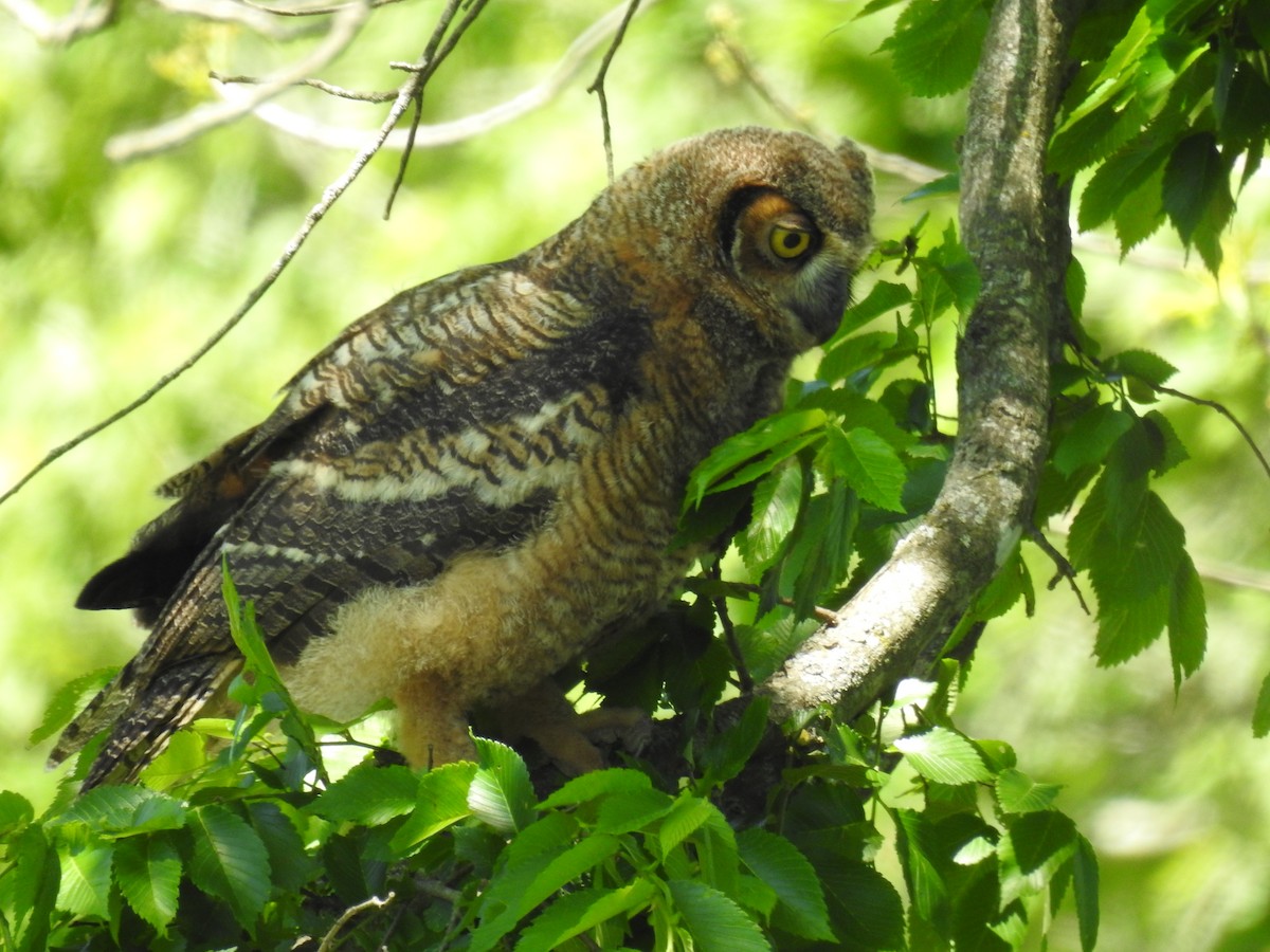 Great Horned Owl - ML618917190
