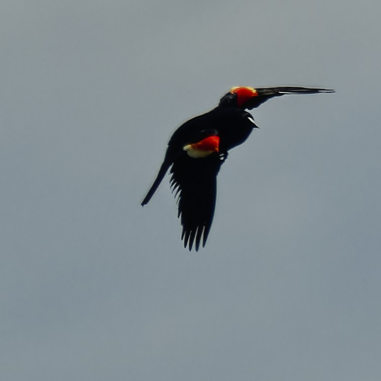 Red-winged Blackbird - ML618917203