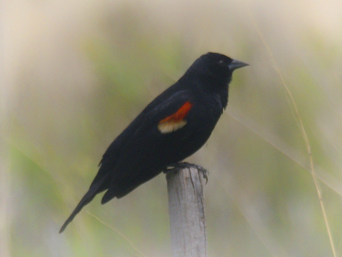 Red-winged Blackbird - ML618917204