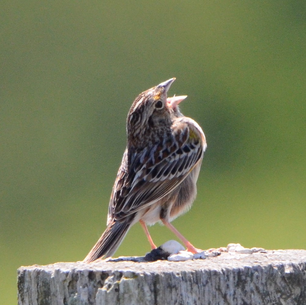 Grasshopper Sparrow - ML618917213
