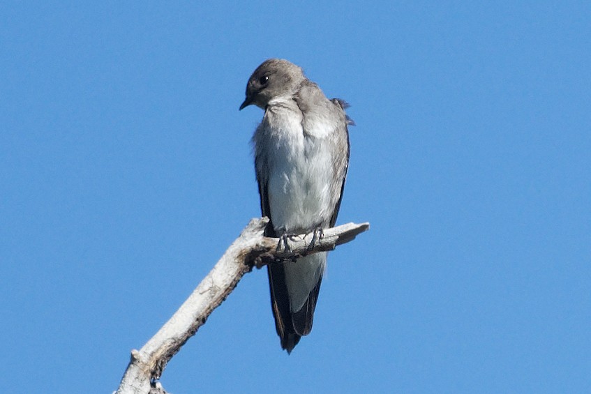 Northern Rough-winged Swallow - Scott Page