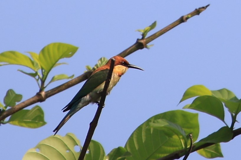 Chestnut-headed Bee-eater - Gannu 03
