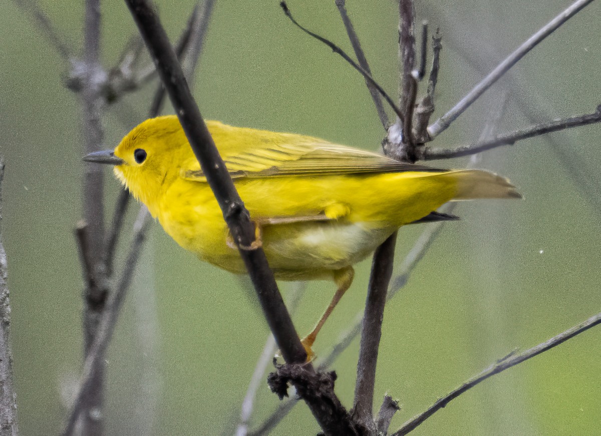 Yellow Warbler - Nick Winograd