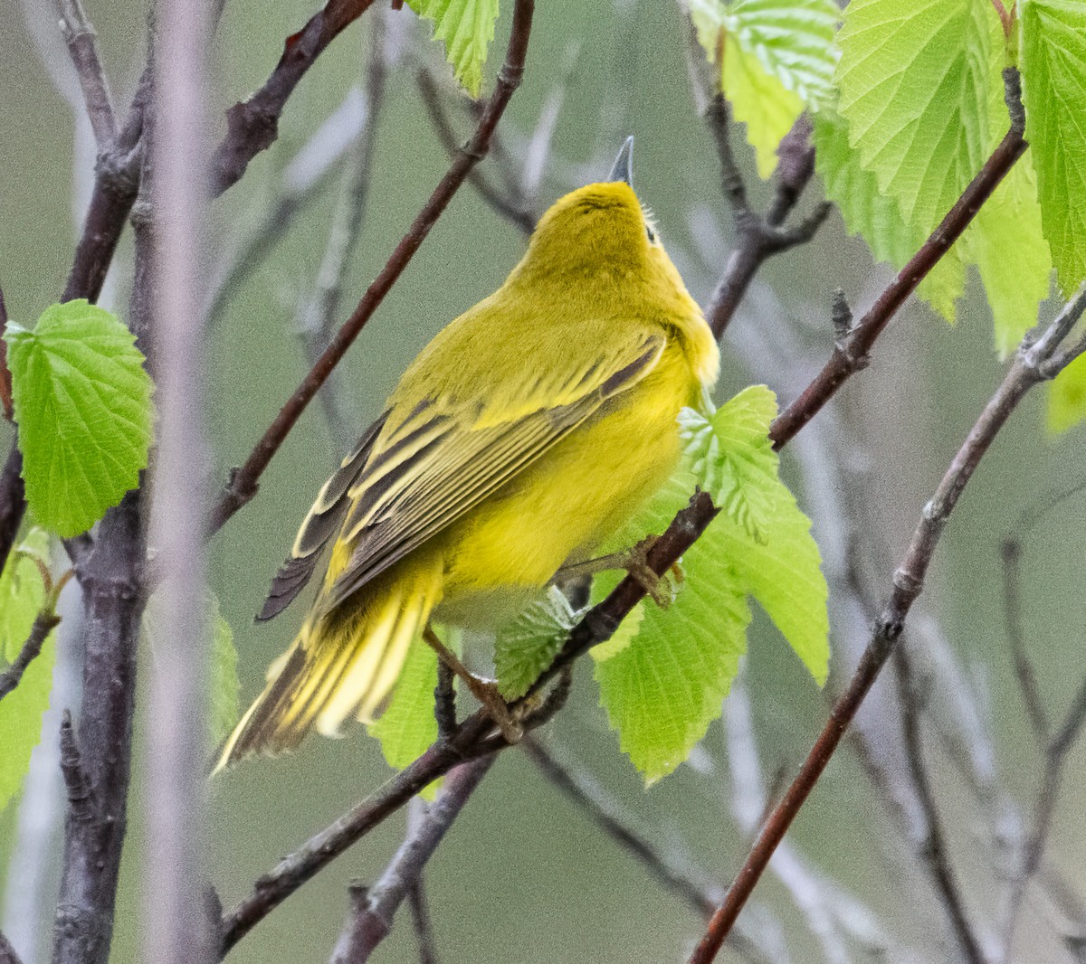 Yellow Warbler - Nick Winograd