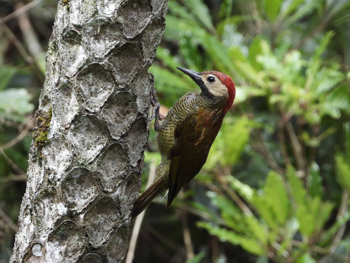 Golden-olive Woodpecker - ML618917294
