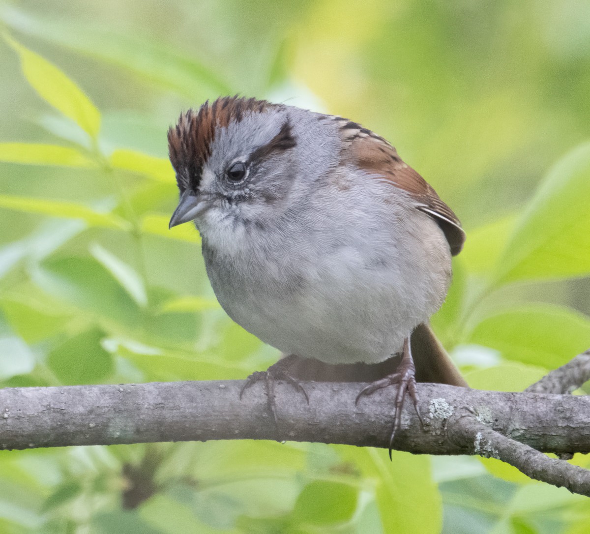 Swamp Sparrow - ML618917302