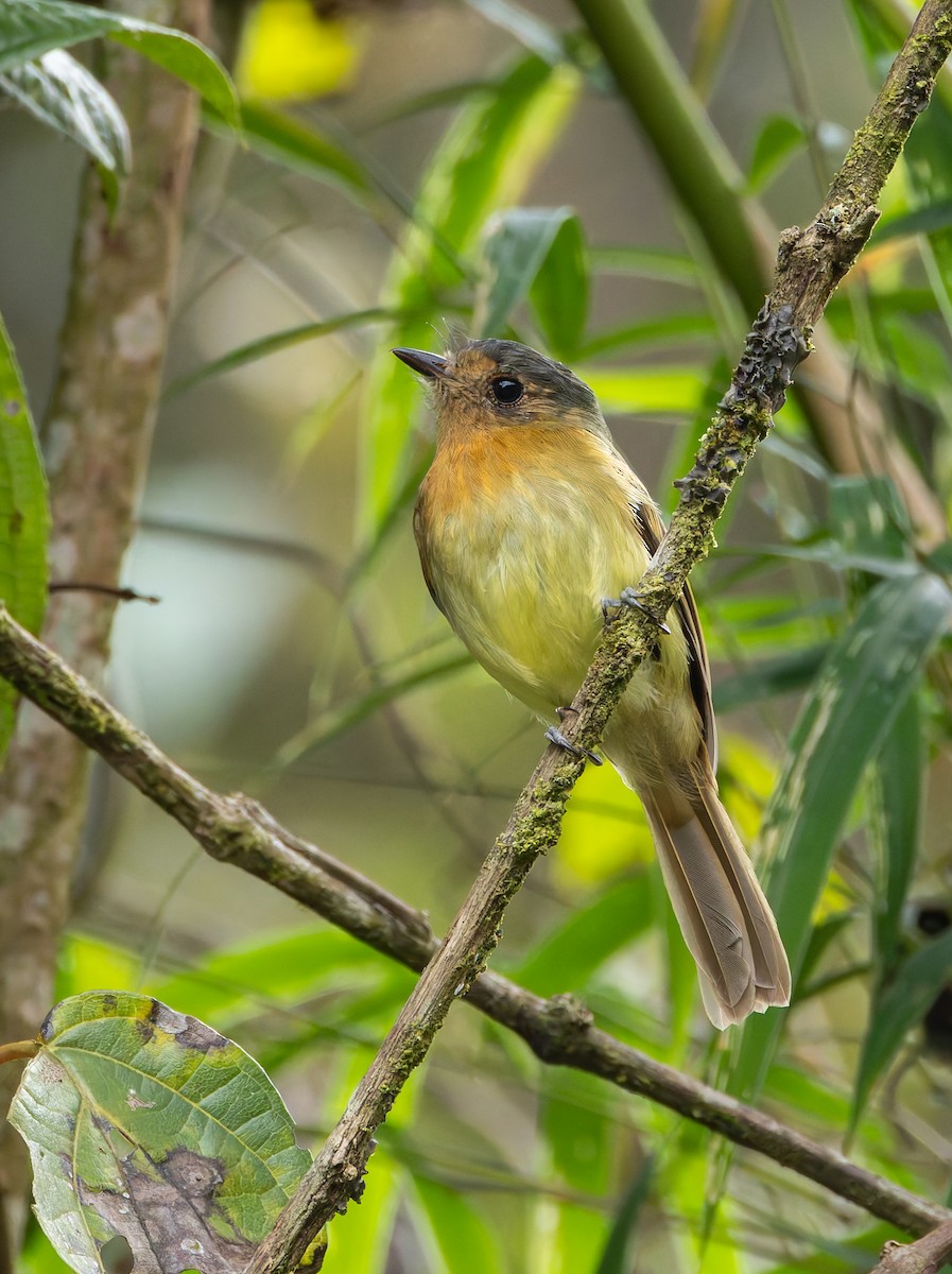 Rufous-breasted Flycatcher - ML618917318