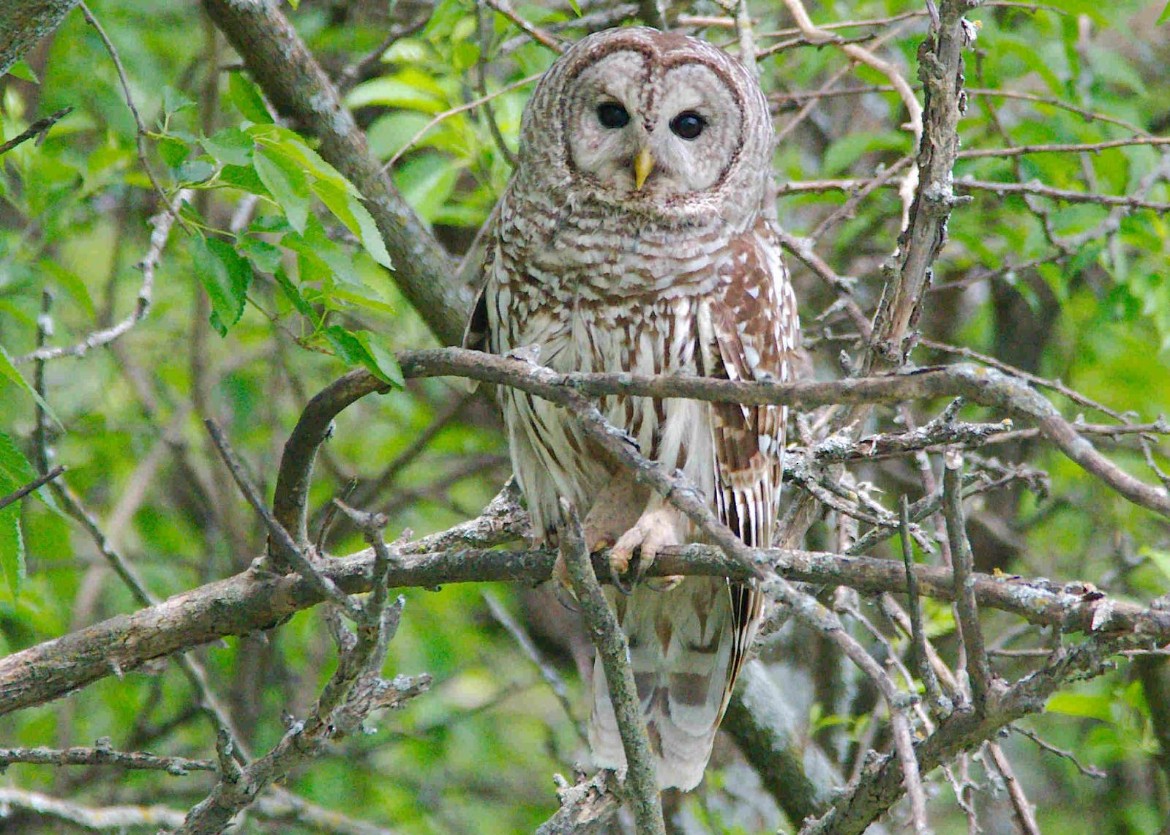 Barred Owl - ML618917321