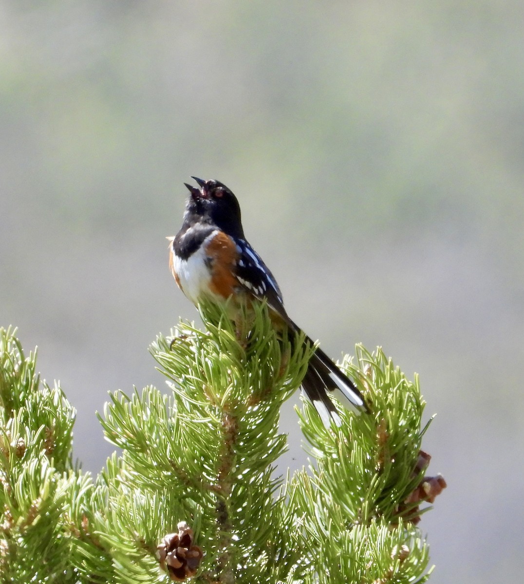 Spotted Towhee - ML618917449