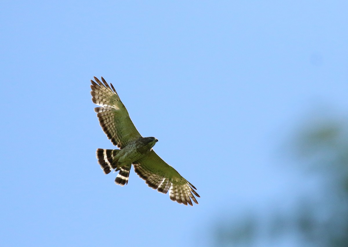 Broad-winged Hawk - Bence Kokay