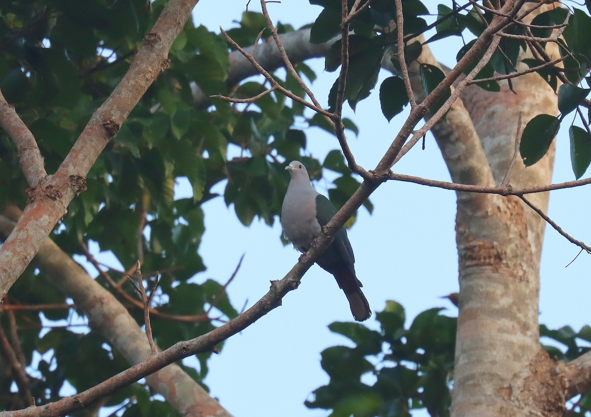 Green Imperial-Pigeon - ML618917477