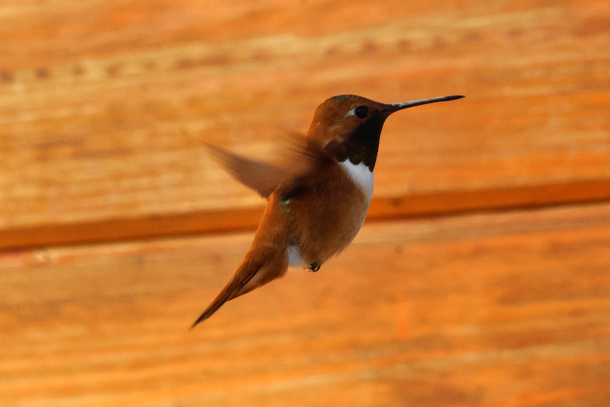 Rufous Hummingbird - Paul Prappas
