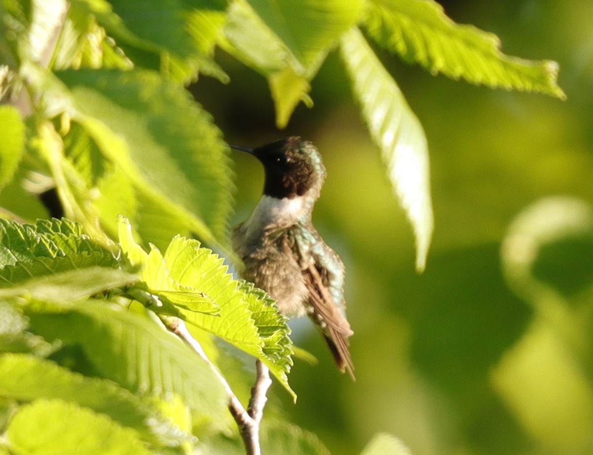Ruby-throated Hummingbird - Eric B