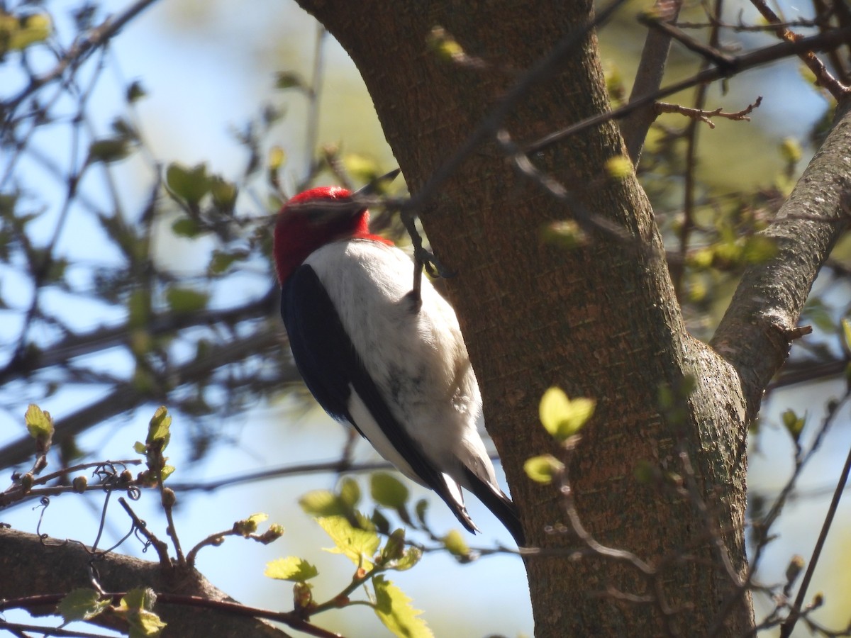 Red-headed Woodpecker - ML618917517