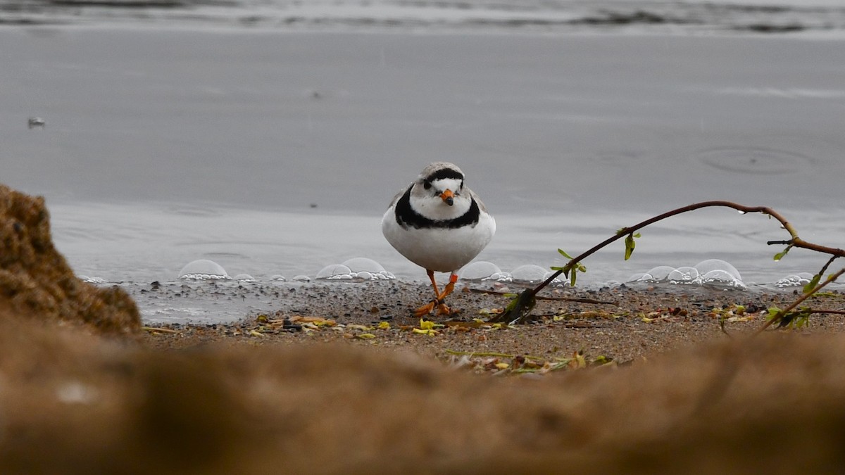 Piping Plover - ML618917530