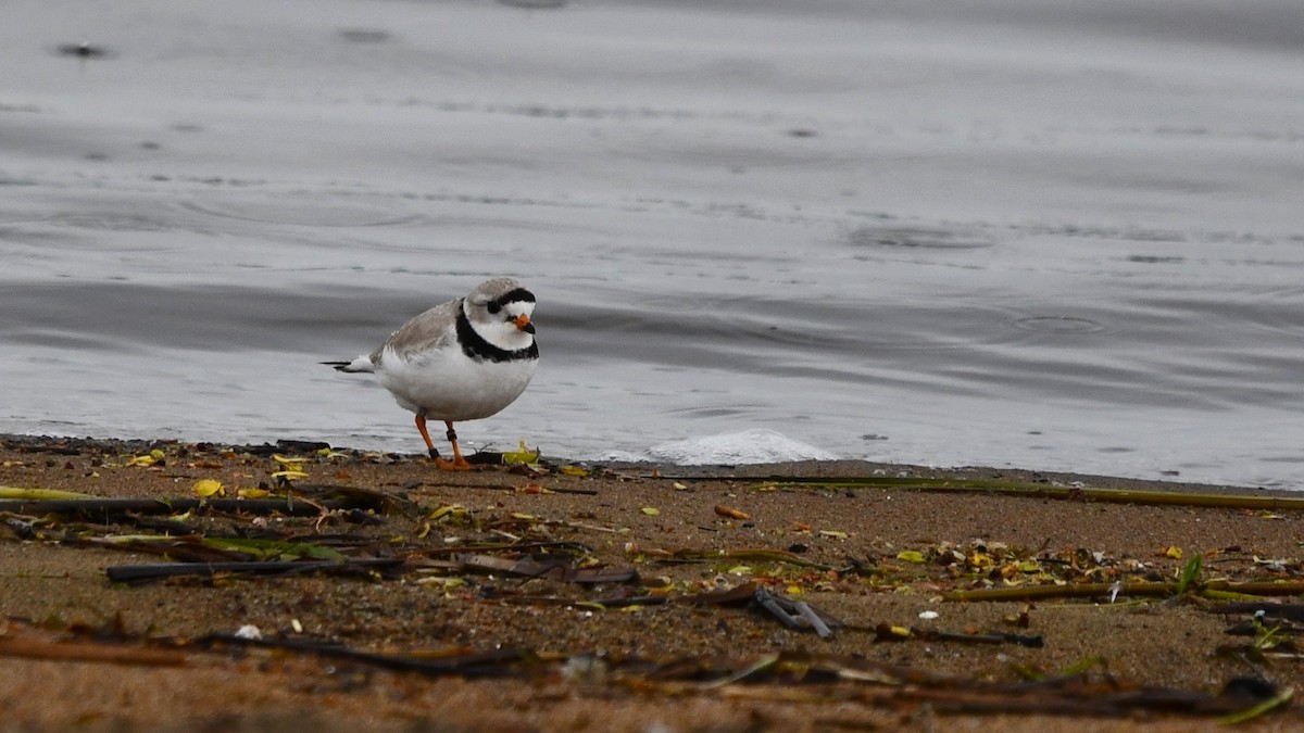 Piping Plover - ML618917531