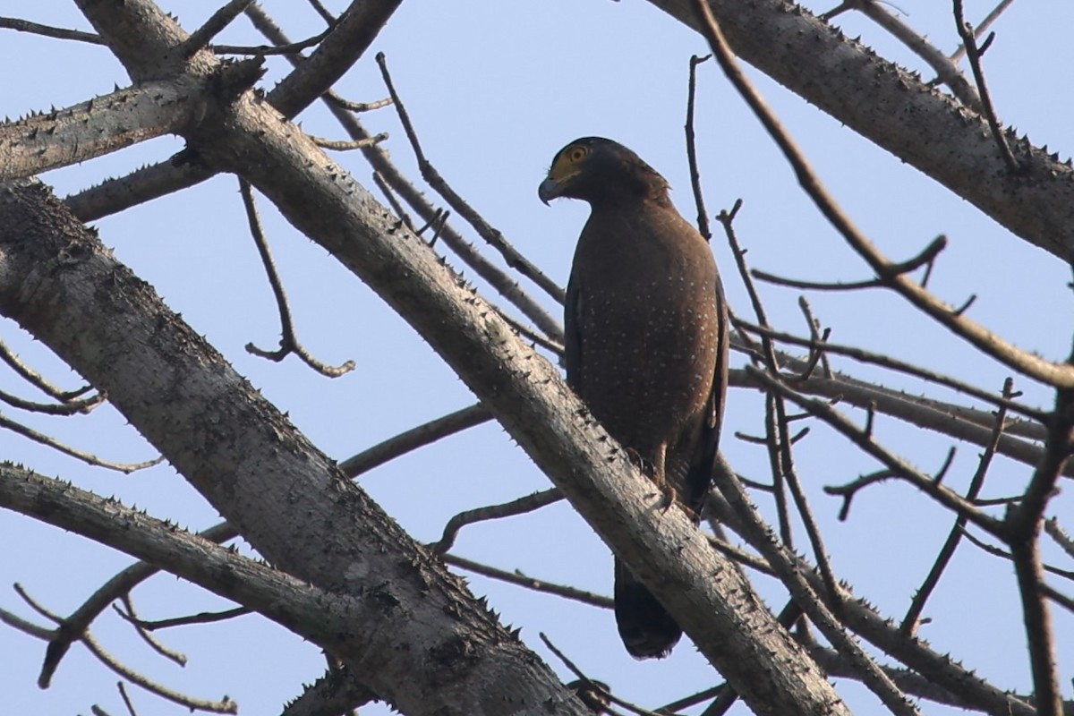Crested Serpent-Eagle - ML618917536