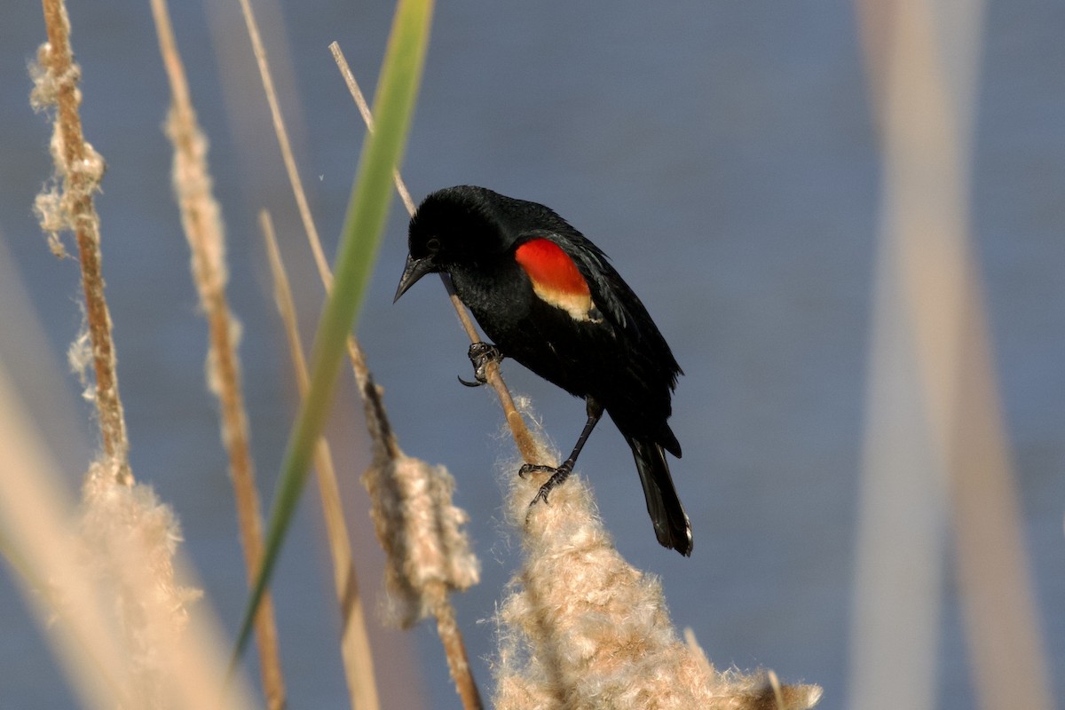Red-winged Blackbird - Nicole Desnoyers