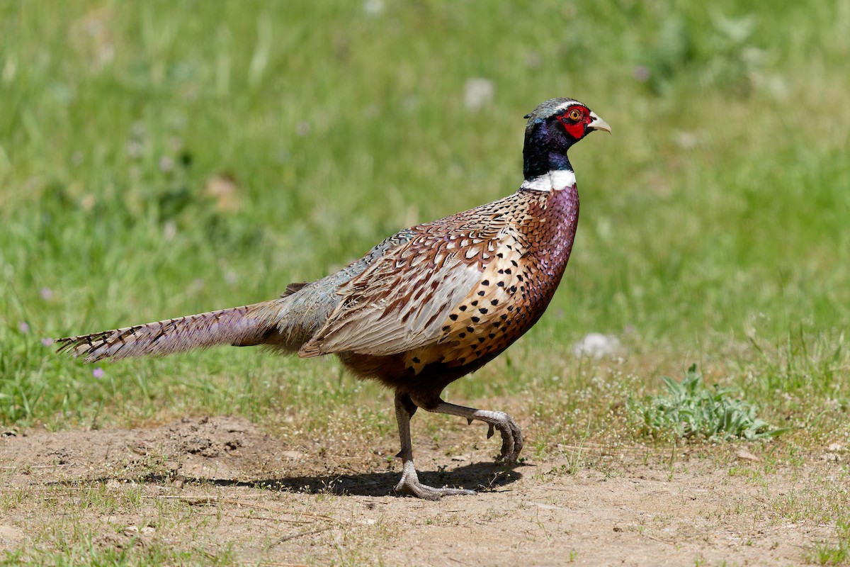 Ring-necked Pheasant - ML618917541
