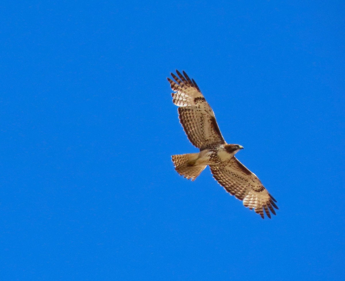 Red-tailed Hawk - Sandy Beranich