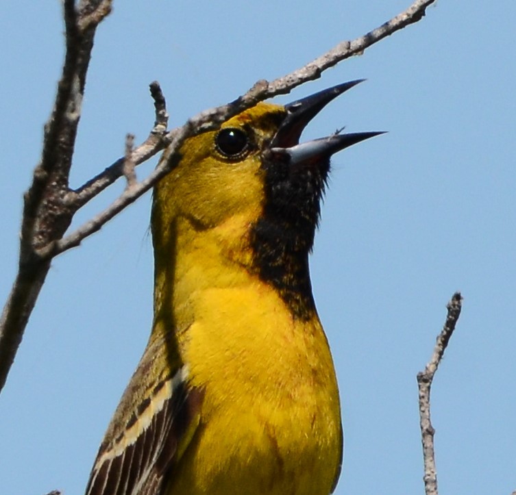Orchard Oriole - ML618917564