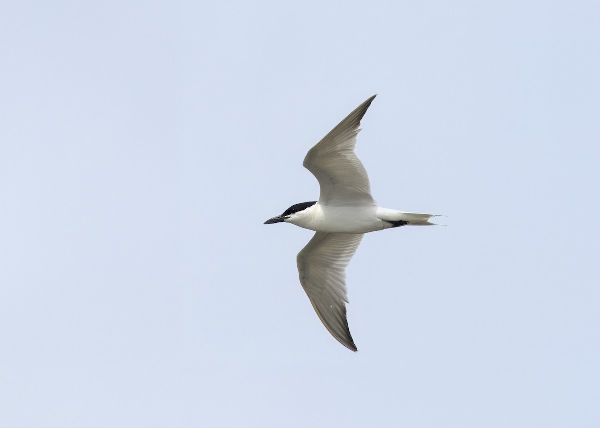 Gull-billed Tern - ML618917566