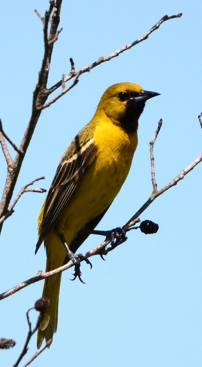 Orchard Oriole - ML618917571