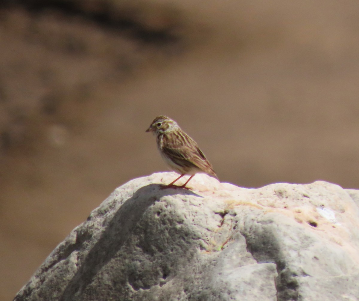 Vesper Sparrow - Sandy Beranich
