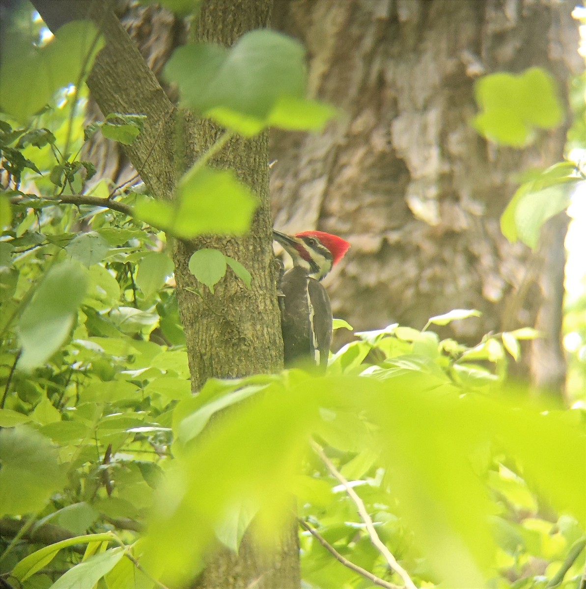 Pileated Woodpecker - ML618917647