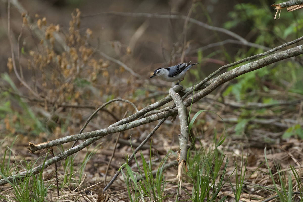 White-breasted Nuthatch - ML618917659