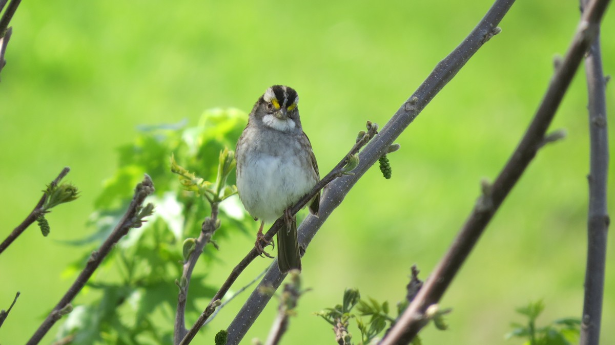 White-throated Sparrow - Terry Hastings