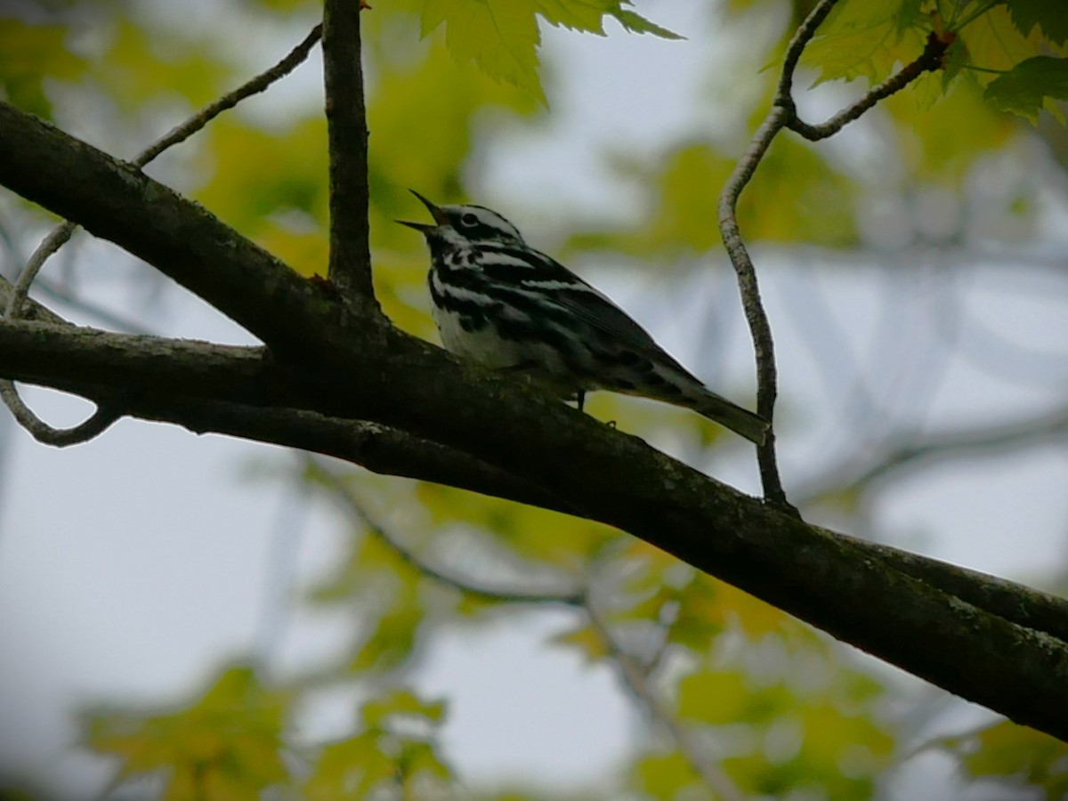 Black-and-white Warbler - ML618917729