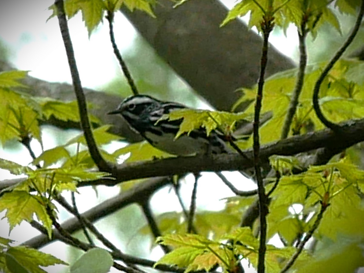 Black-and-white Warbler - ML618917756