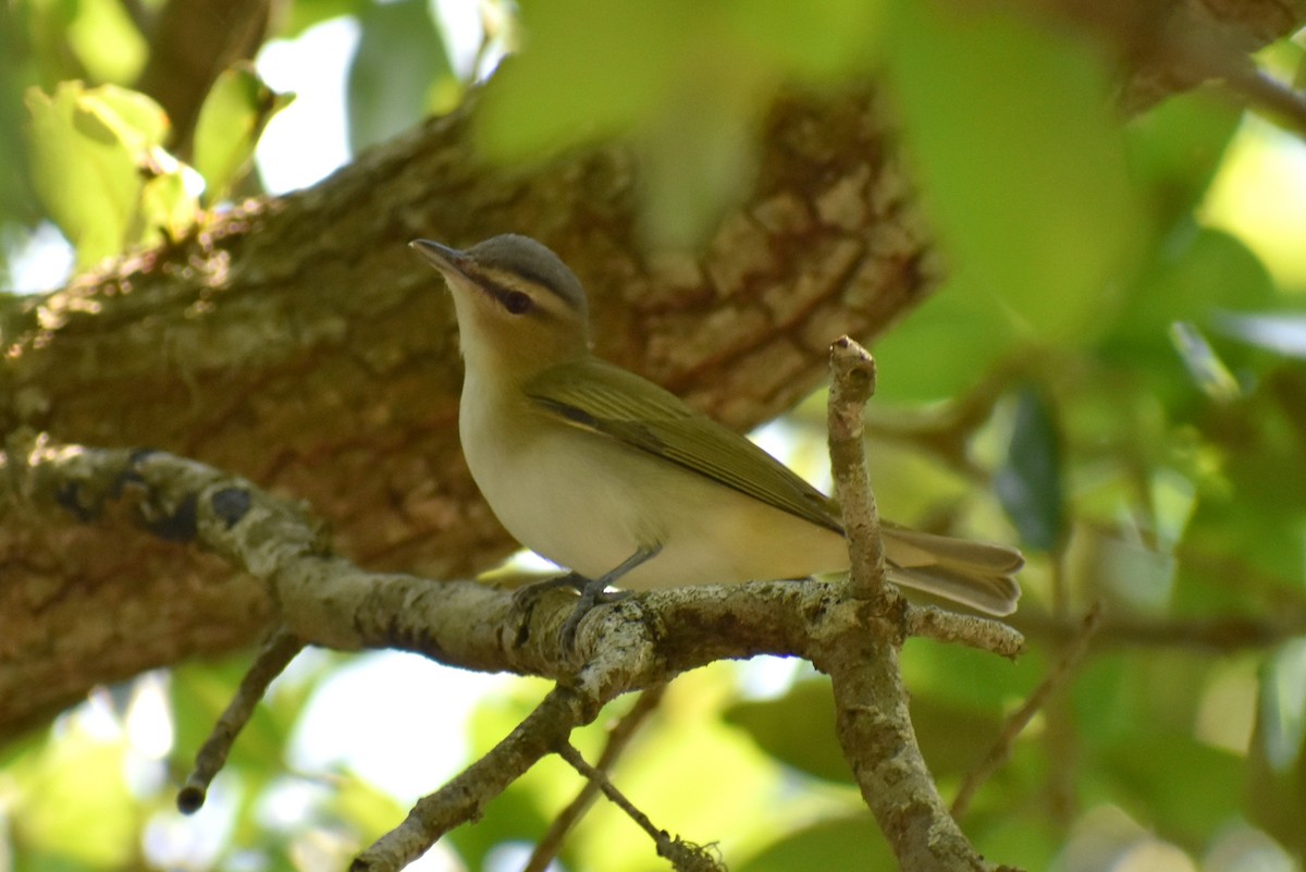 Red-eyed Vireo - Claire H